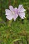 Musk Mallow