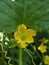 Musk Melon plant with flowers