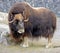 Musk-ox 1