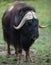 Musk ox