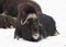 Musk ox