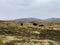 Musk Ox in Autumn in Dovrefjell National Park, Norway. Europe