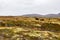 Musk Ox in Autumn in Dovrefjell National Park, Norway. Europe