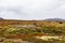 Musk Ox in Autumn in Dovrefjell National Park, Norway. Europe