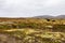 Musk Ox in Autumn in Dovrefjell National Park, Norway. Europe