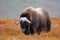 Musk ox in autumn landscape