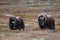 Musk ox in autumn landscape