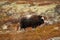 A musk ox baby on a high mountain during the fall season