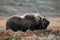 Musk ox bull in autumn landscape