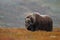 Musk ox bull in autumn landscape