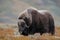 Musk ox bull is looking in autumn landscape