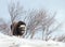 Musk ox calf infected with scabby mouth