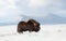 Musk Ox in Dovrefjell mountains in winter