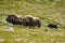 Musk Ox in Dovrefjell Norway