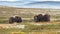 Musk-ox in a fall colored setting at Dovrefjell Norway.