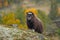 Musk-ox in a fall colored setting at Dovrefjell Norway.