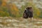 Musk-ox in a fall colored setting at Dovrefjell Norway.