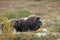 Musk-ox in a fall colored setting at Dovrefjell Norway.