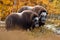 Musk-ox in a fall colored setting at Dovrefjell Norway.