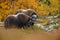 Musk-ox in a fall colored setting at Dovrefjell Norway.