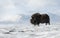 Musk Ox in the falling snow in winter