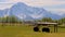 Musk Ox farm in Alaska Mountain. sunny spring. alaska. anchorage