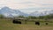 Musk Ox farm in Alaska. Stabilized.