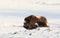 Musk Ox female with a calf standing in snow