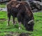 Musk-ox grazing on the lawn 1