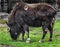 Musk-ox grazing on the lawn 2