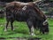 Musk-ox grazing on the lawn 4