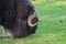 Musk ox grazing in the meadow