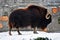 Musk ox grazing in the snow