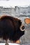 Musk ox grazing in the snow