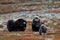 Musk ox herd in autumn landscape