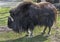 Musk-ox in its enclosure 2