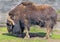 Musk-ox in its enclosure 3