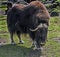 Musk-ox in its enclosure 4