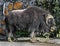 Musk-ox in its enclosure 6