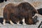 Musk-ox in its enclosure 7