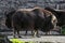 Musk-ox in its enclosure 8