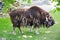 The musk ox Latin: Ovibos moschatus is brown in color, shedding, changing its coat, standing against the background of rocks