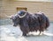 The musk ox Latin: Ovibos moschatus is brown in color, shedding, changing its coat, standing against the background of rocks