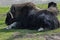 Musk-ox on the lawn 1