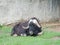 Musk ox lies on a green lawn, selective focus, copy space