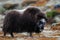 Musk ox look in autumn landscape