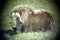 Musk ox male