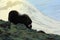 Musk Ox, Ovibos moschatus, evening scene, with mountain and snow in the background, big animal in the nature habitat, Greenland