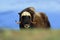 Musk Ox, Ovibos moschatus, with mountain Snoheta in the background, big animal in the nature habitat. Big dangerous animal from no