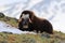 Musk Ox, Ovibos moschatus, with mountain Snoheta in the background, big animal in the nature habitat, Dovrefjellâ€“Sunndalsfjella